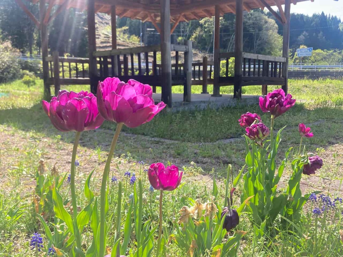 鳥取県日野郡日南町にある『にちなんちびっこ王国』に咲く花