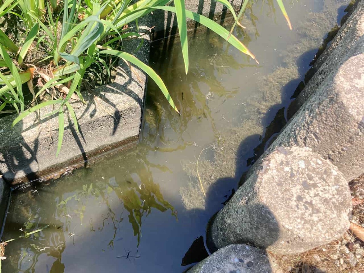 鳥取県東伯郡湯梨浜町にある『あやめ池公園』の池の様子