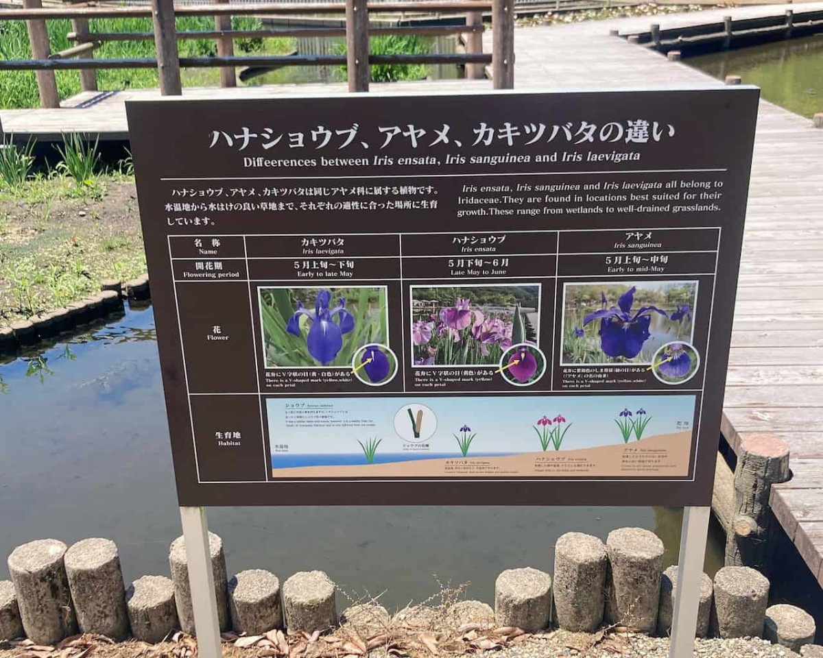 鳥取県東伯郡湯梨浜町にある『あやめ池公園』にある花の紹介板
