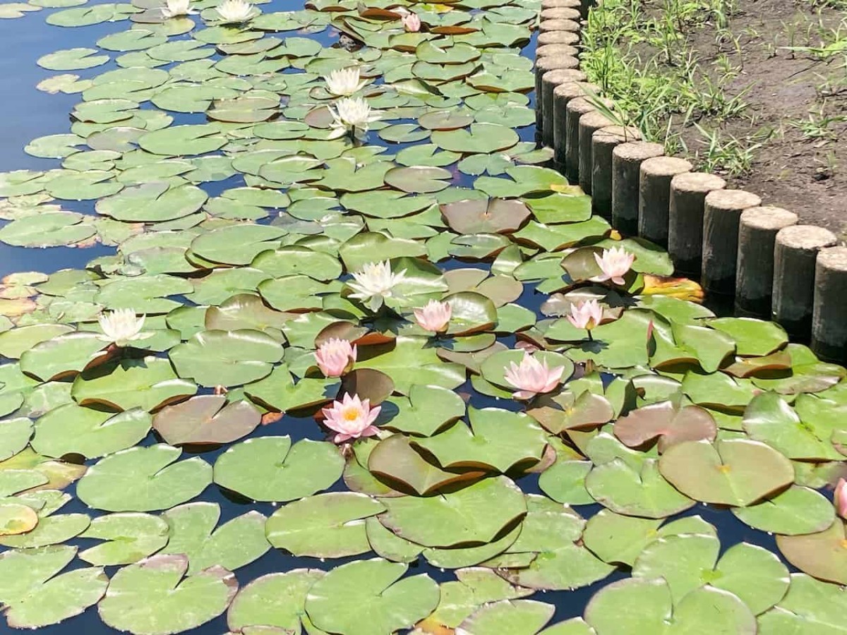 鳥取県東伯郡湯梨浜町にある『あやめ池公園』に咲くスイレン