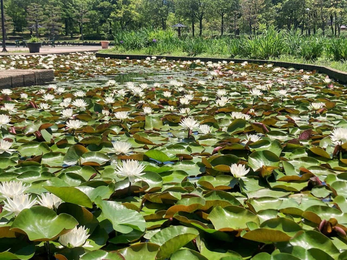 鳥取県東伯郡湯梨浜町にある『あやめ池公園』に咲くスイレン