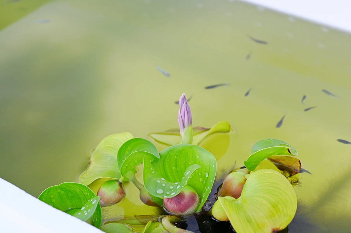 水草とメダカの魚影