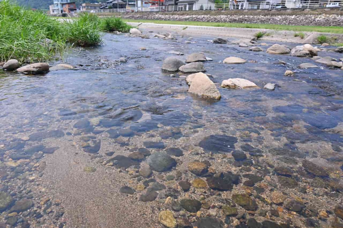 鳥取県東伯郡三朝町にある『親水公園かじかの池』の足元