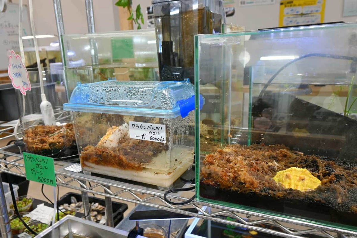 鳥取県米子市『元町水族館びおっと』にいる生き物