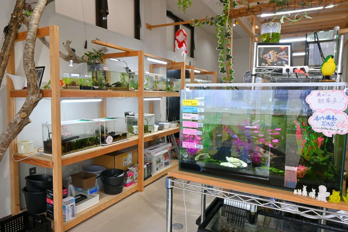 鳥取県米子市『元町水族館びおっと』の店内