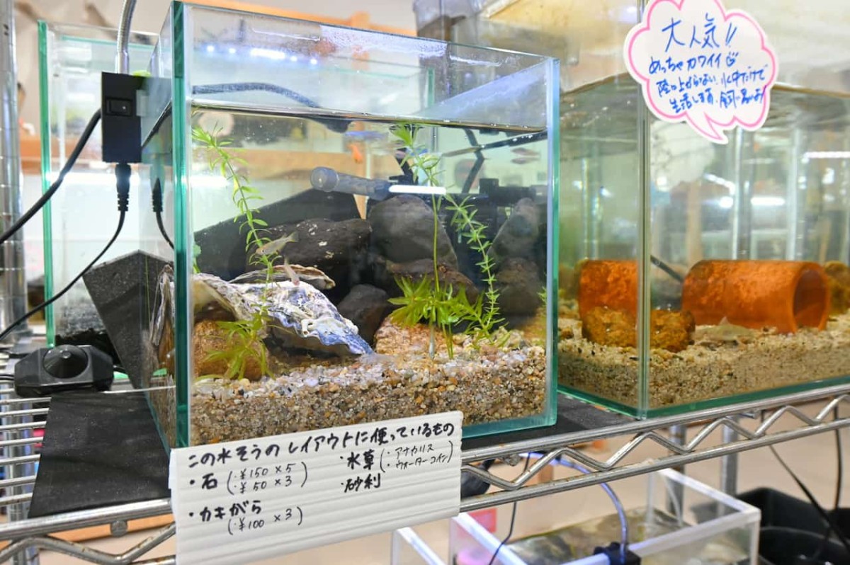 鳥取県米子市『元町水族館びおっと』の水槽