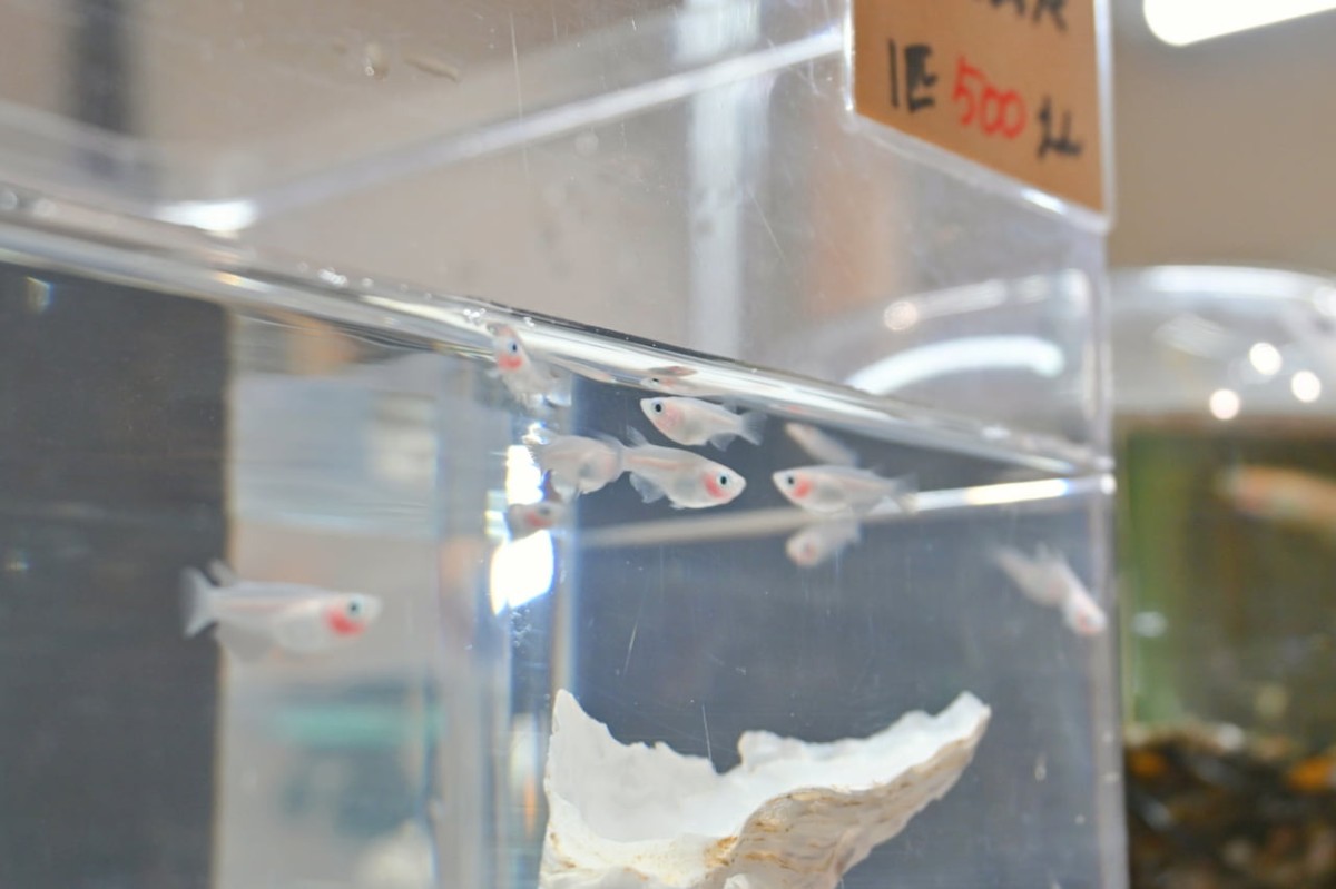 鳥取県米子市『元町水族館びおっと』にいる生き物