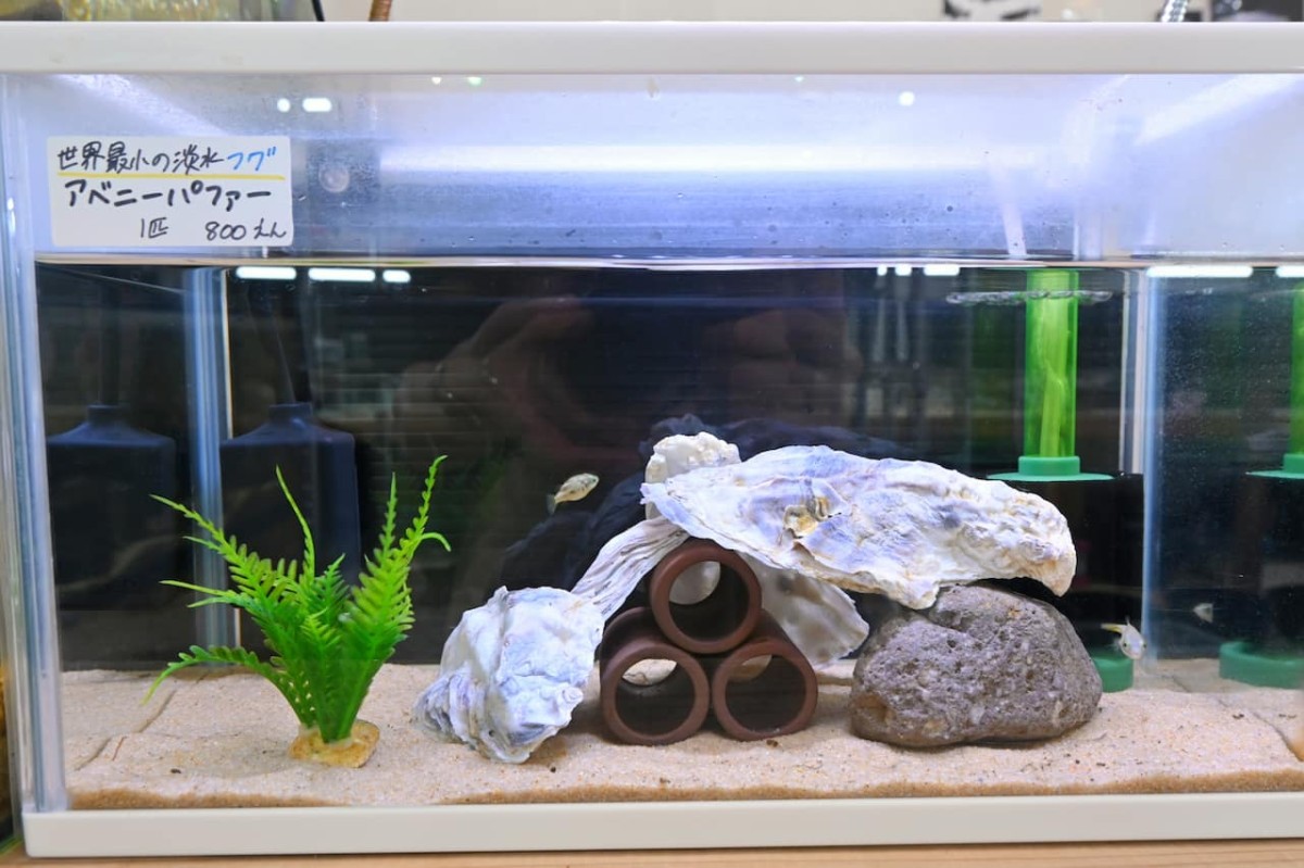 鳥取県米子市『元町水族館びおっと』にいる生き物