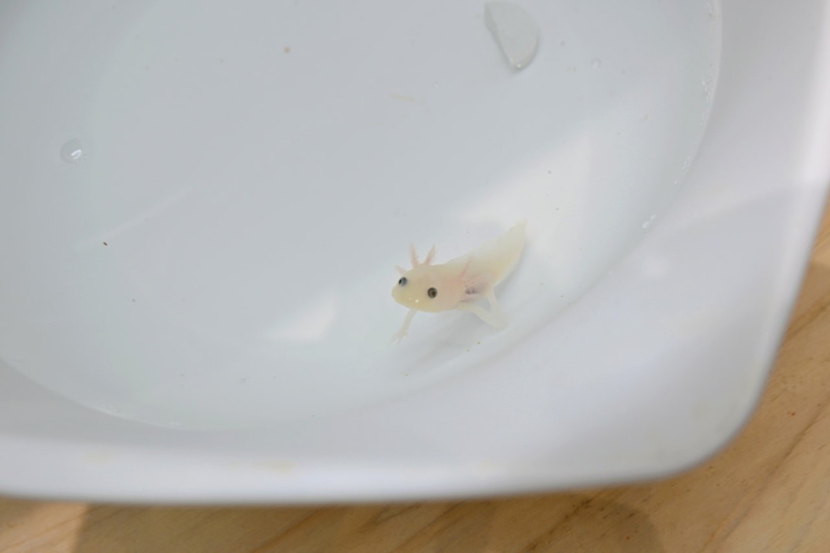 鳥取県米子市『元町水族館びおっと』にいる生き物