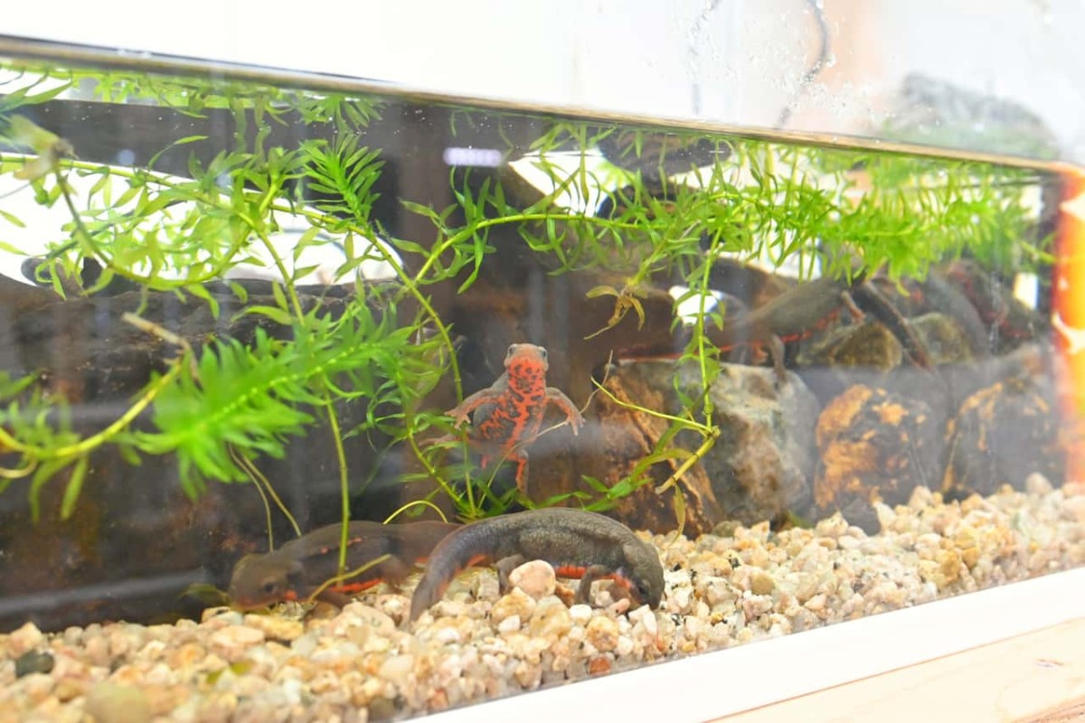 鳥取県米子市『元町水族館びおっと』にいるイモリ