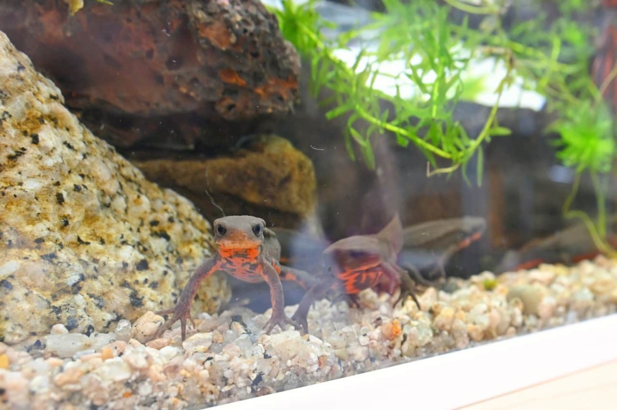鳥取県米子市『元町水族館びおっと』にいる生き物
