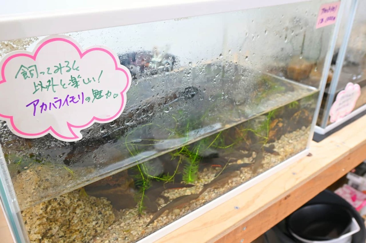 鳥取県米子市『元町水族館びおっと』の内観