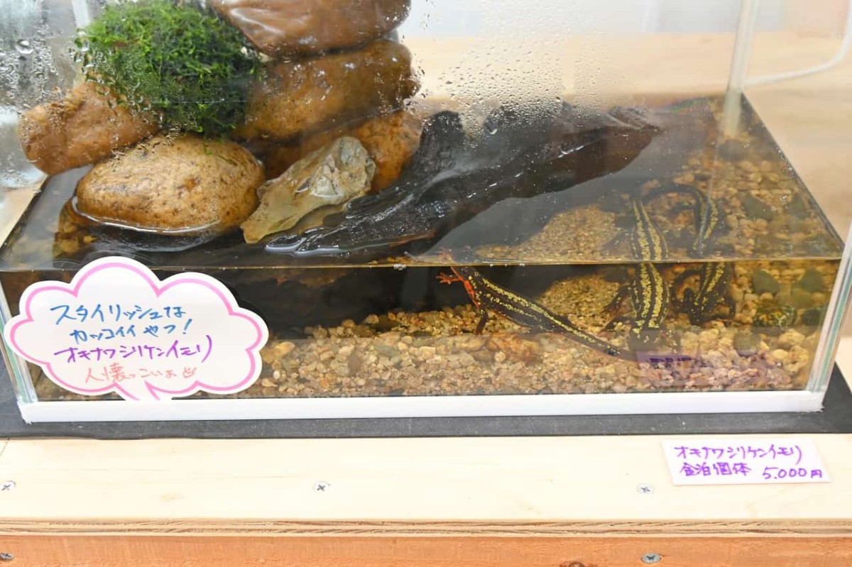 鳥取県米子市『元町水族館びおっと』にいるイモリ