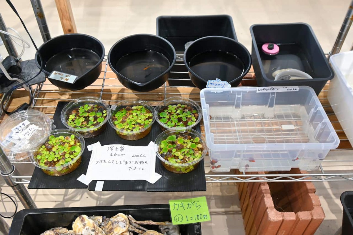 鳥取県米子市『元町水族館びおっと』の商品