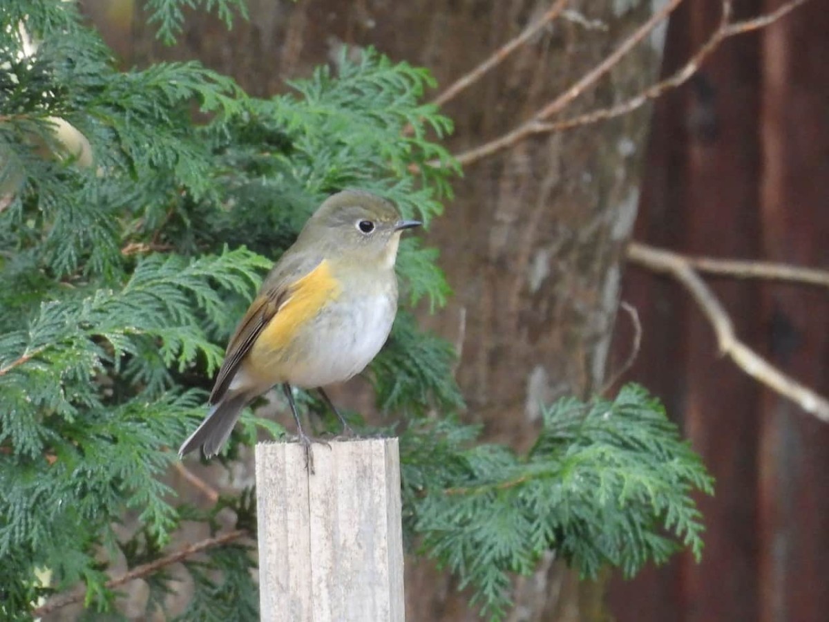 島根県安来市広瀬町の秋の風景