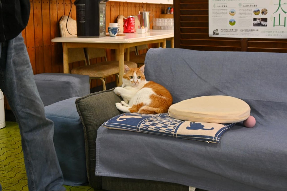 鳥取県西伯郡にある『大山ユートピア』にいる猫
