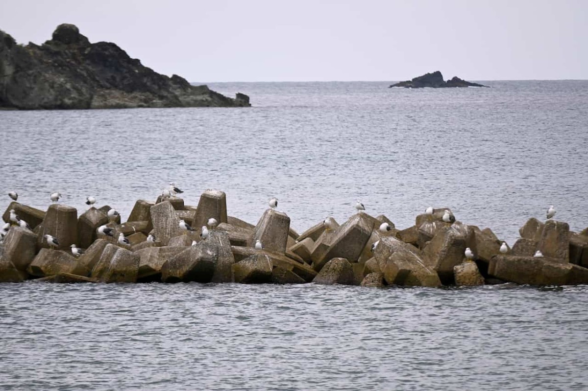 島根県松江市の「野波海水浴場」にいる海鳥