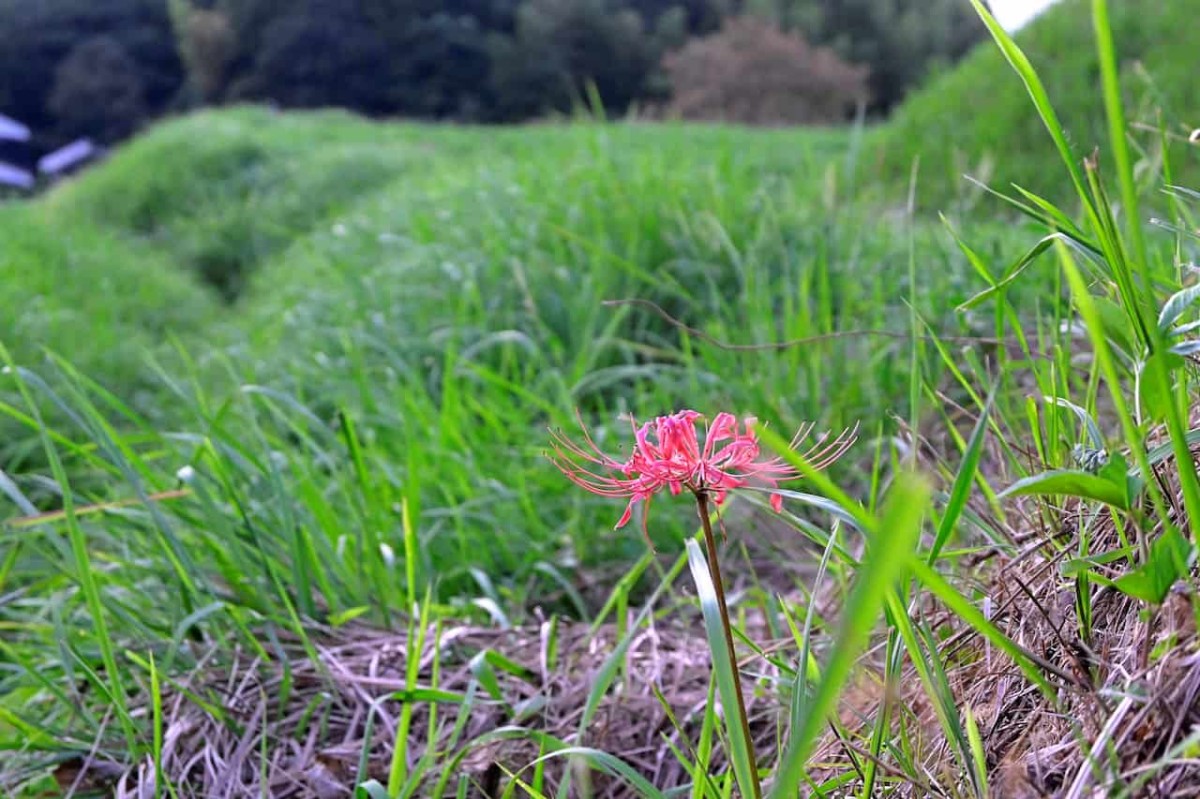 鳥取県米子市にある『上淀廃寺跡』の彼岸花の開花状況