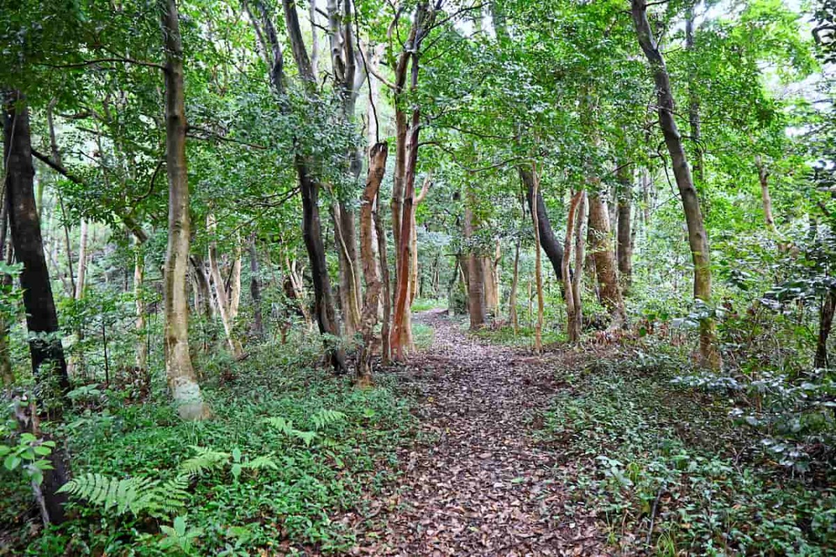 島根県安来市にある『十神山なぎさ公園』の散策路