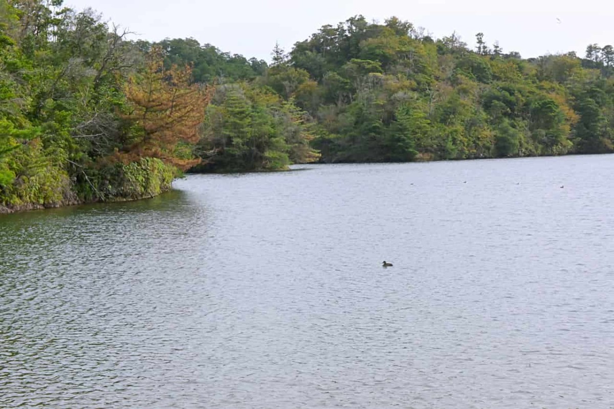 島根県益田市にある『蟠竜湖県立自然公園』の湖