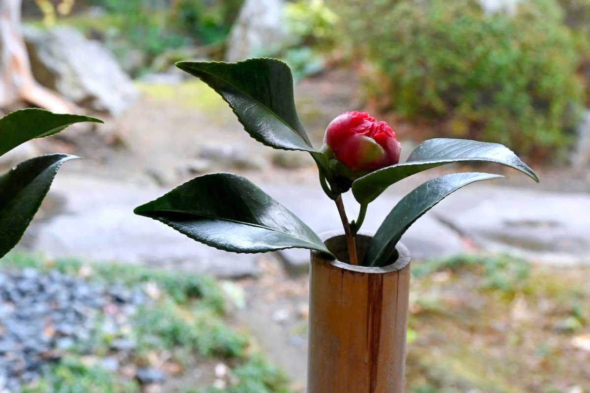 鳥取県米子市にある茶舗『静香園』の庭に咲く椿