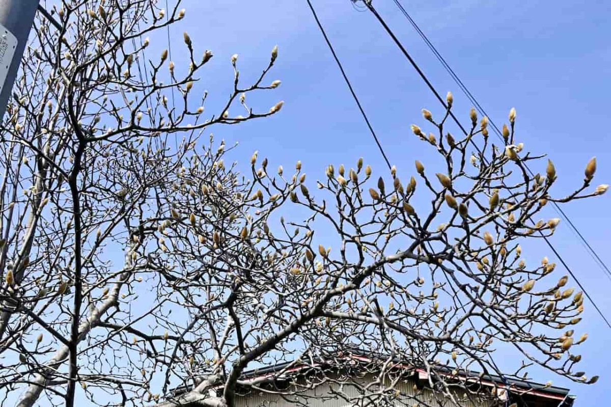 鳥取県米子市にある『博労町駅』周辺で見つけた花のつぼみ