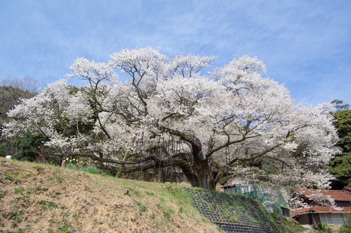 島根県浜田市の桜・お花見イベント「大平桜まつり」のチラシ