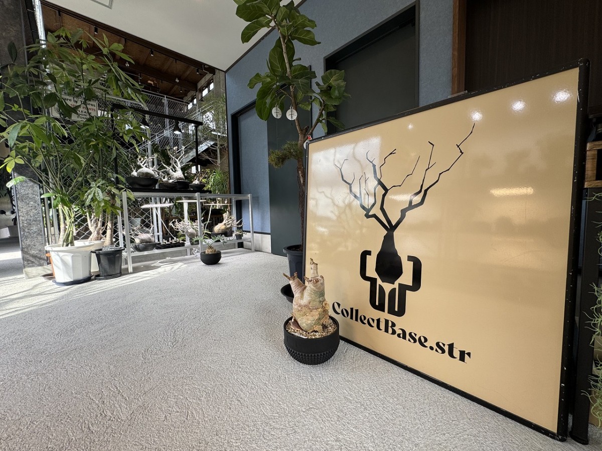 島根県出雲市にあるプラントショップ『Collect Base.str（コレクトベース）』の店内