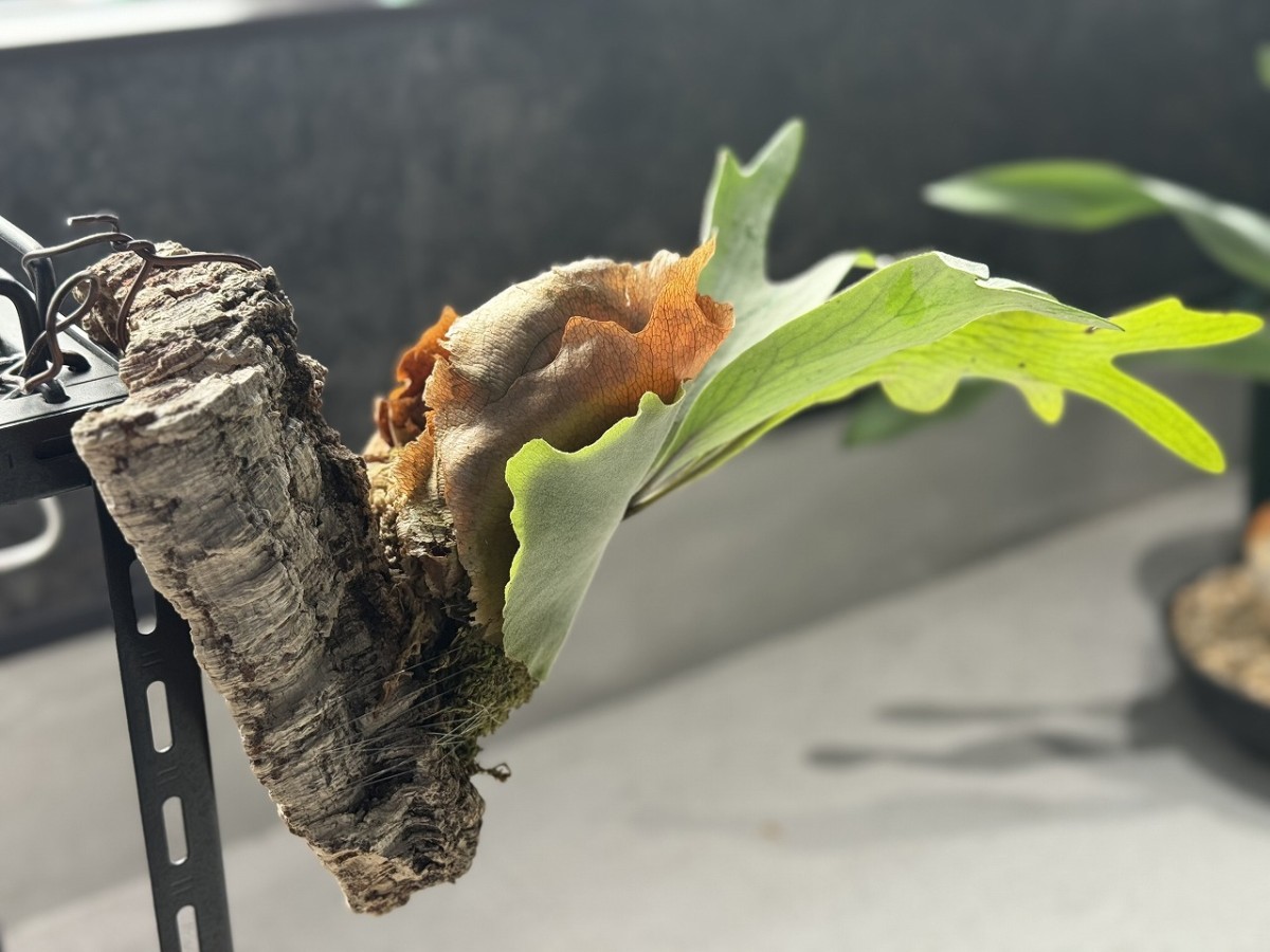 島根県出雲市にあるプラントショップ『Collect Base.str（コレクトベース）』の商品