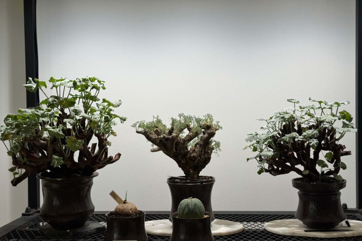 島根県出雲市にあるプラントショップ『Collect Base.str（コレクトベース）』の商品