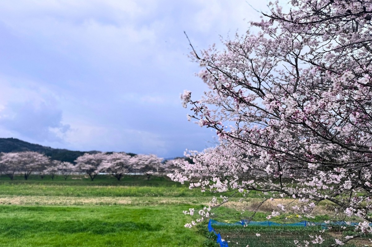 島根県安来市伯太町の桜並木の様子