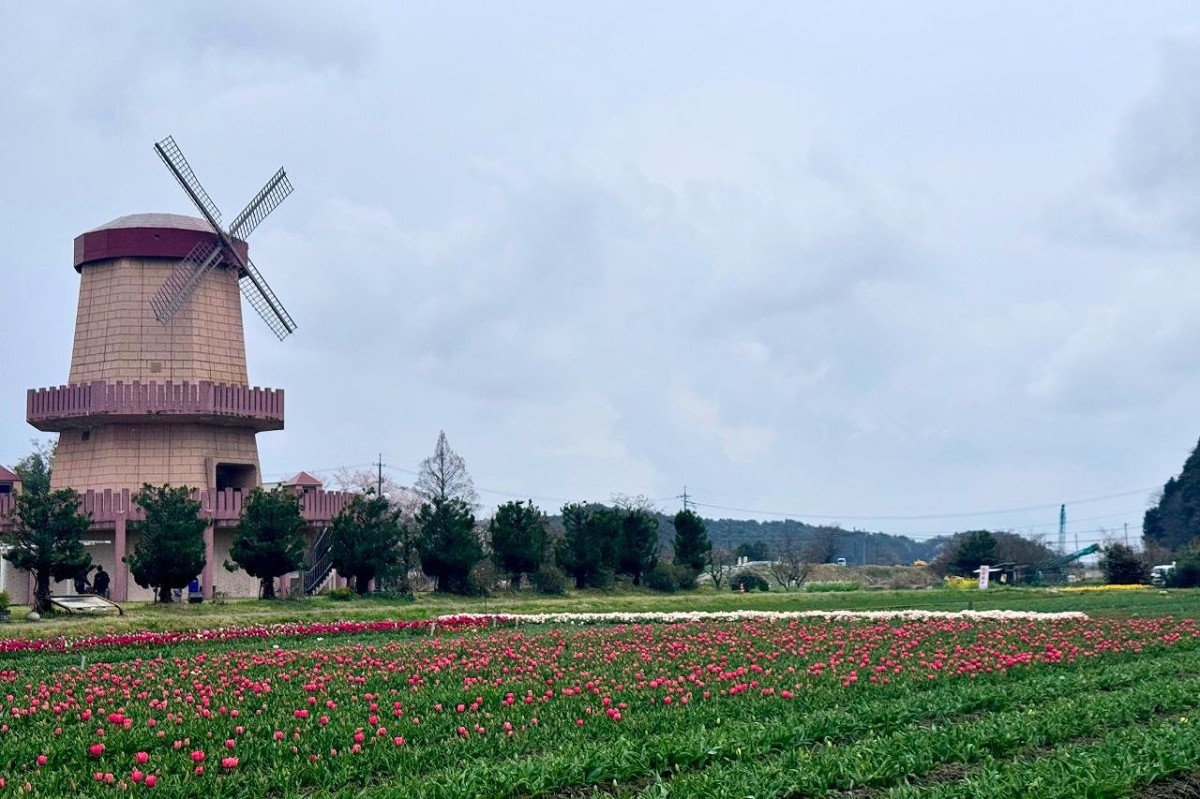 島根県安来市伯太町にあるチューリップ畑の様子