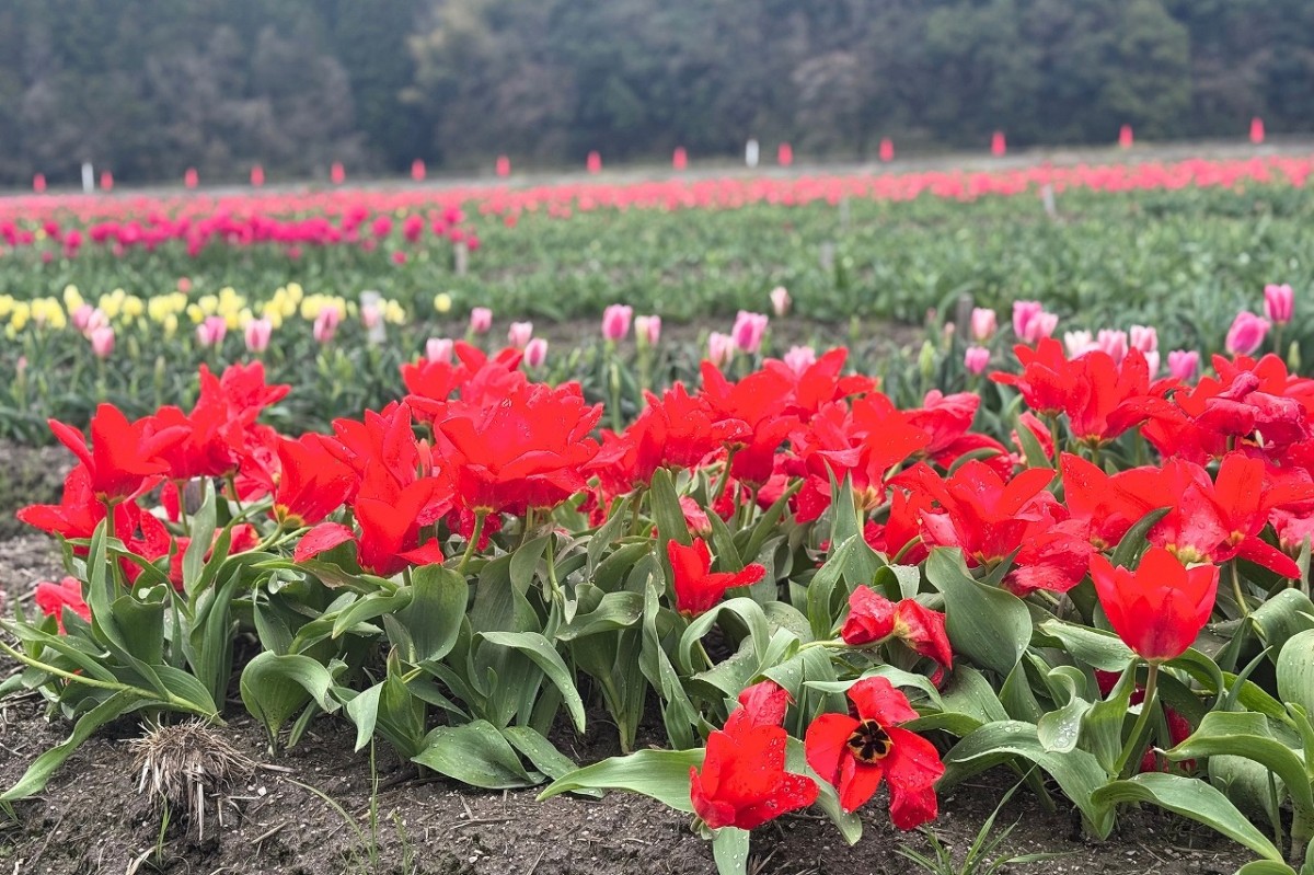 島根県安来市伯太町にあるチューリップ畑の様子