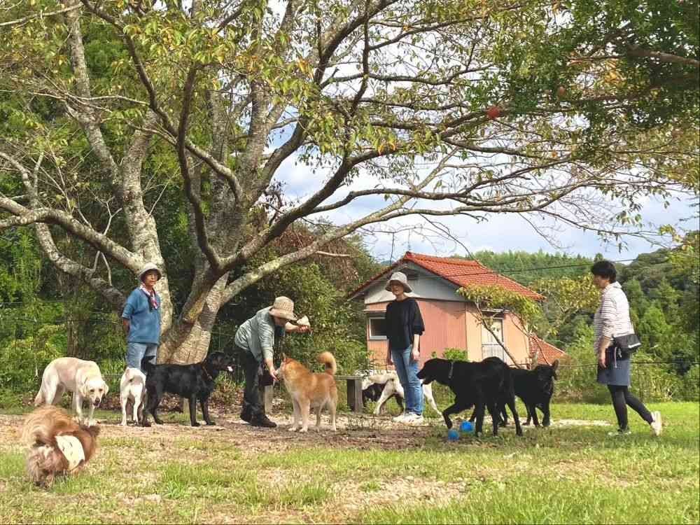 島根県大田市のイベント「【愛犬家集まれ！】クリスマスイベントin空庭ドッグラン」のイメージ