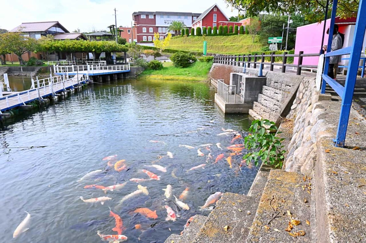 島根県益田市にある『蟠竜湖県立自然公園』にいる鯉