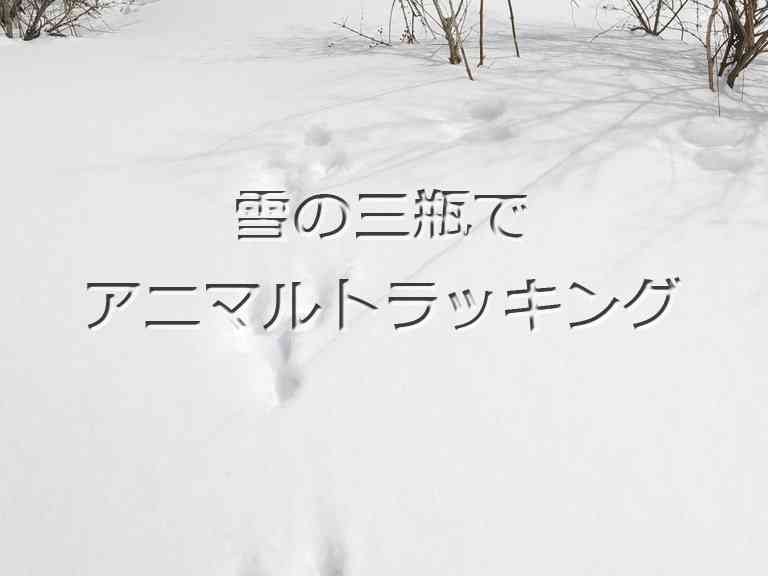 島根県大田市三瓶町多根のイベント【要予約】雪の三瓶でアニマルトラッキングのチラシ