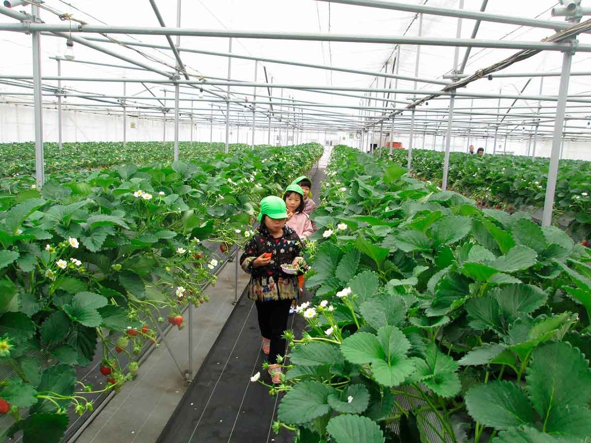 島根県浜田市にあるいちご狩り園『きんた農園ベリーネ』の園内の様子