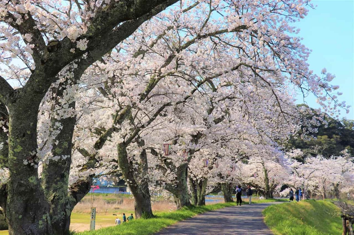 鳥取県南部町の桜スポット「法勝寺川土手」の開花中の様子