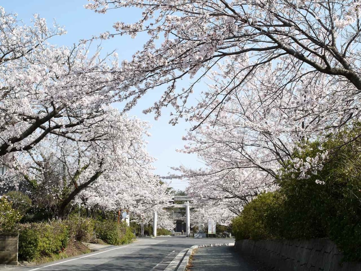 鳥取県大山町の桜スポット「名和神社・名和公園」の開花中の様子