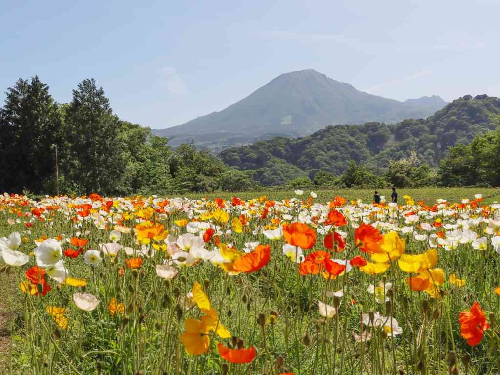 鳥取県西伯郡南部町のイベント「スプリングフェスティバル」のイメージ