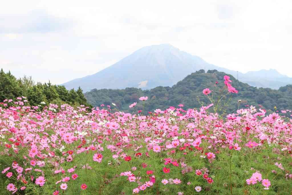 鳥取県西伯郡南部町のイベント「オータムフェスティバル」のイメージ