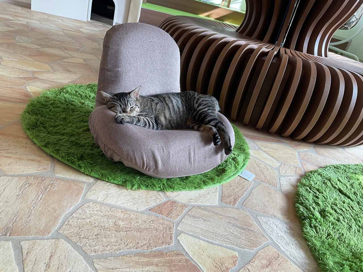 島根県松江市にオープンした『猫猫の森』の猫