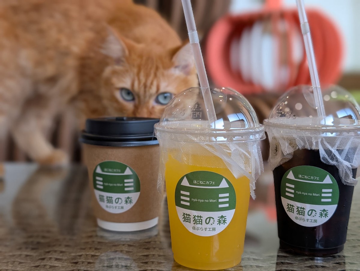 島根県松江市にオープンした『猫猫の森』のドリンク
