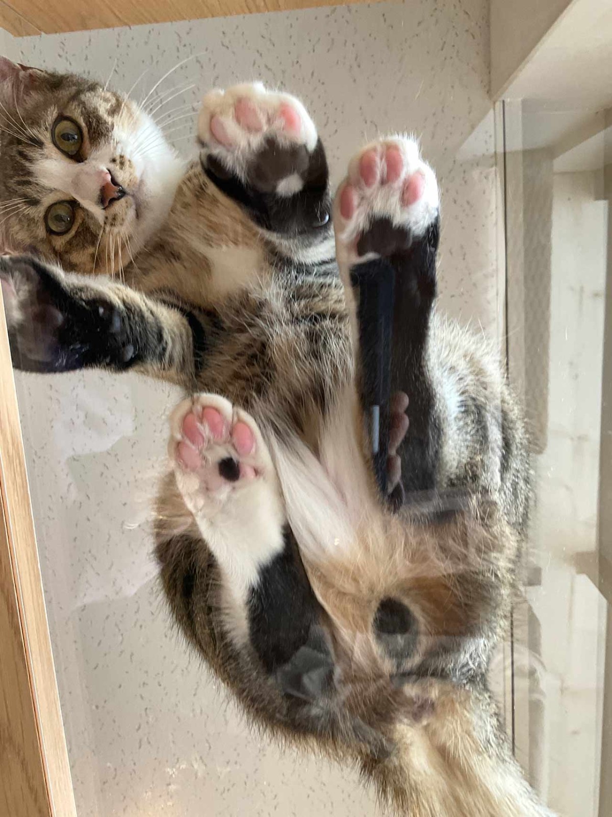 島根県松江市にオープンした『猫猫の森』の猫