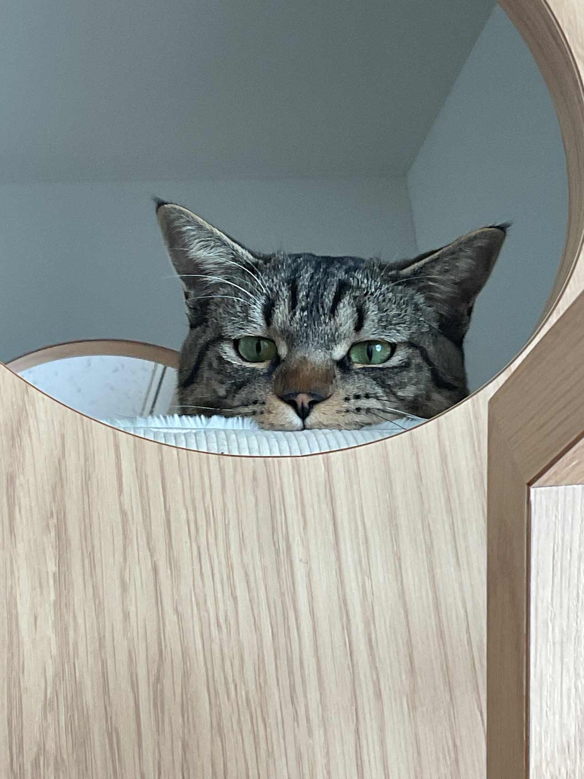 島根県松江市にオープンした『猫猫の森』の猫