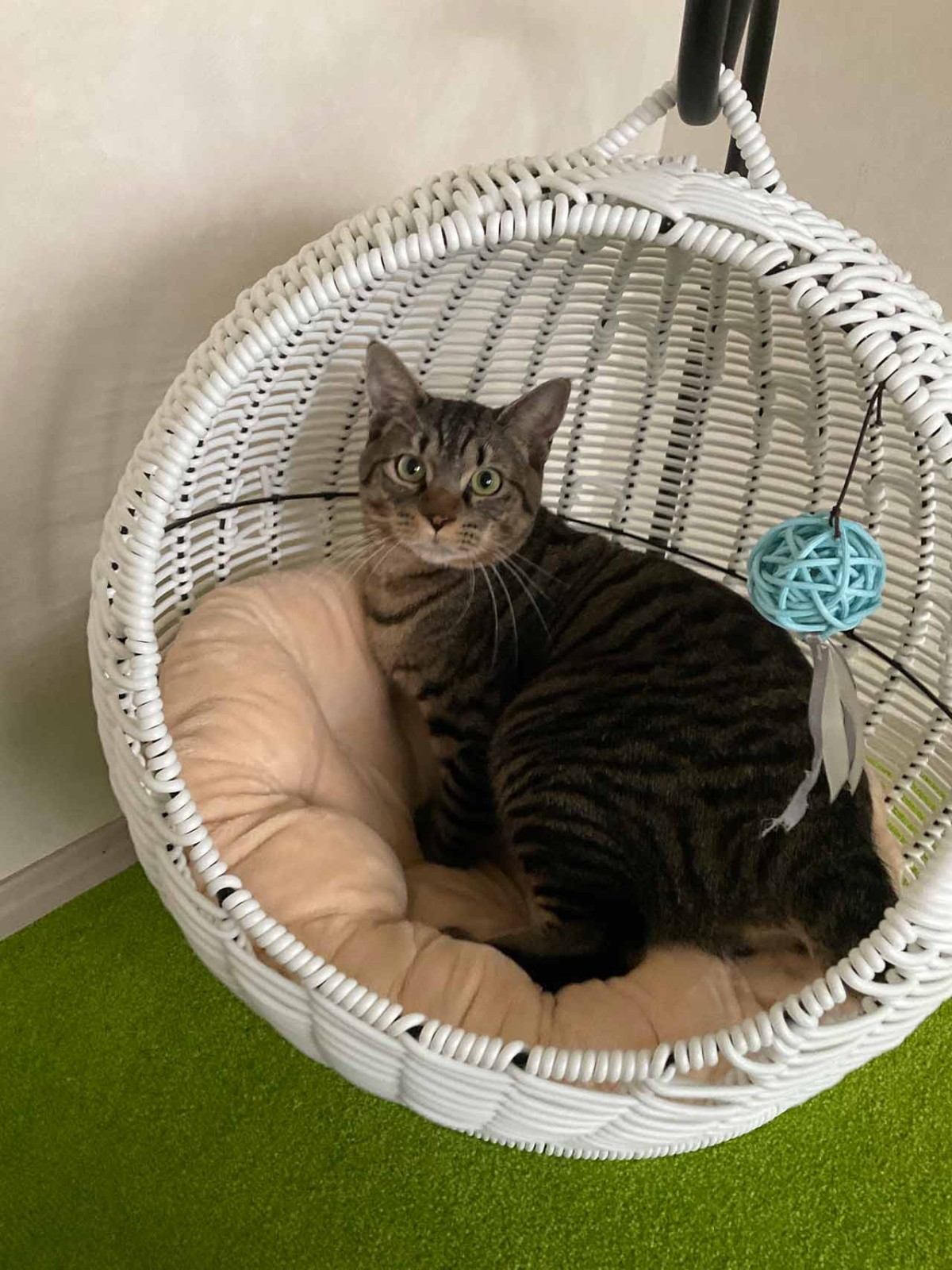 島根県松江市にオープンした『猫猫の森』の猫