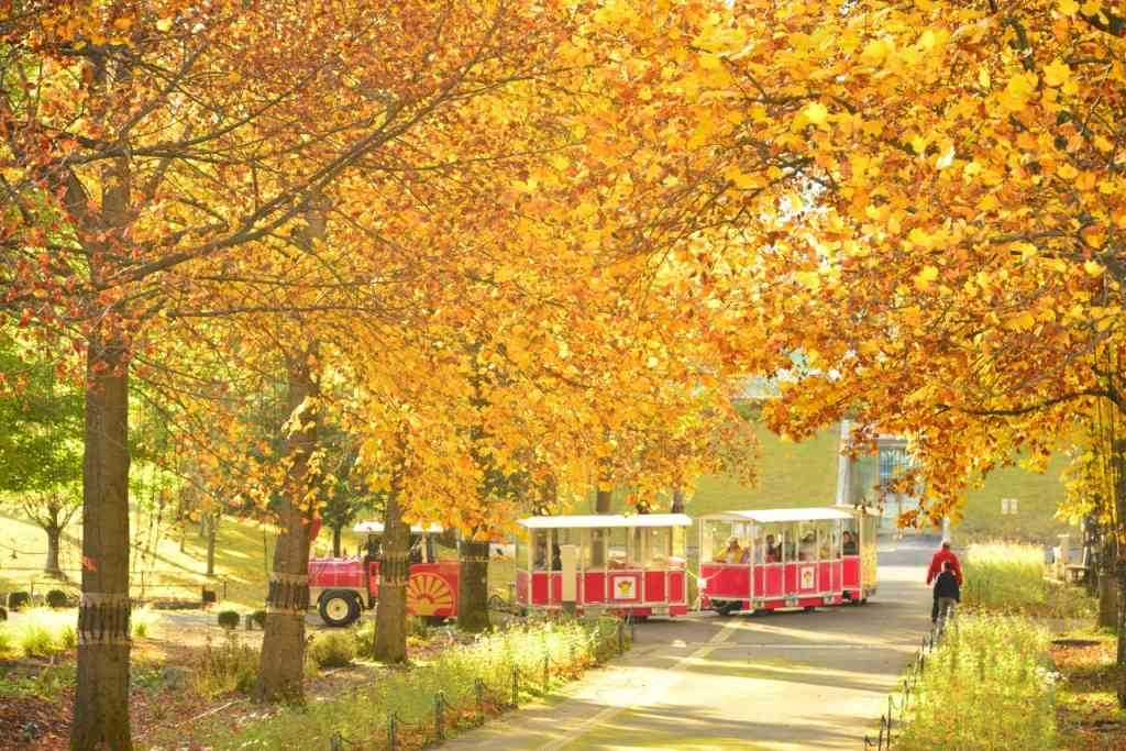 鳥取県西伯郡南部町のイベント「紅葉ウィーク」のイメージ