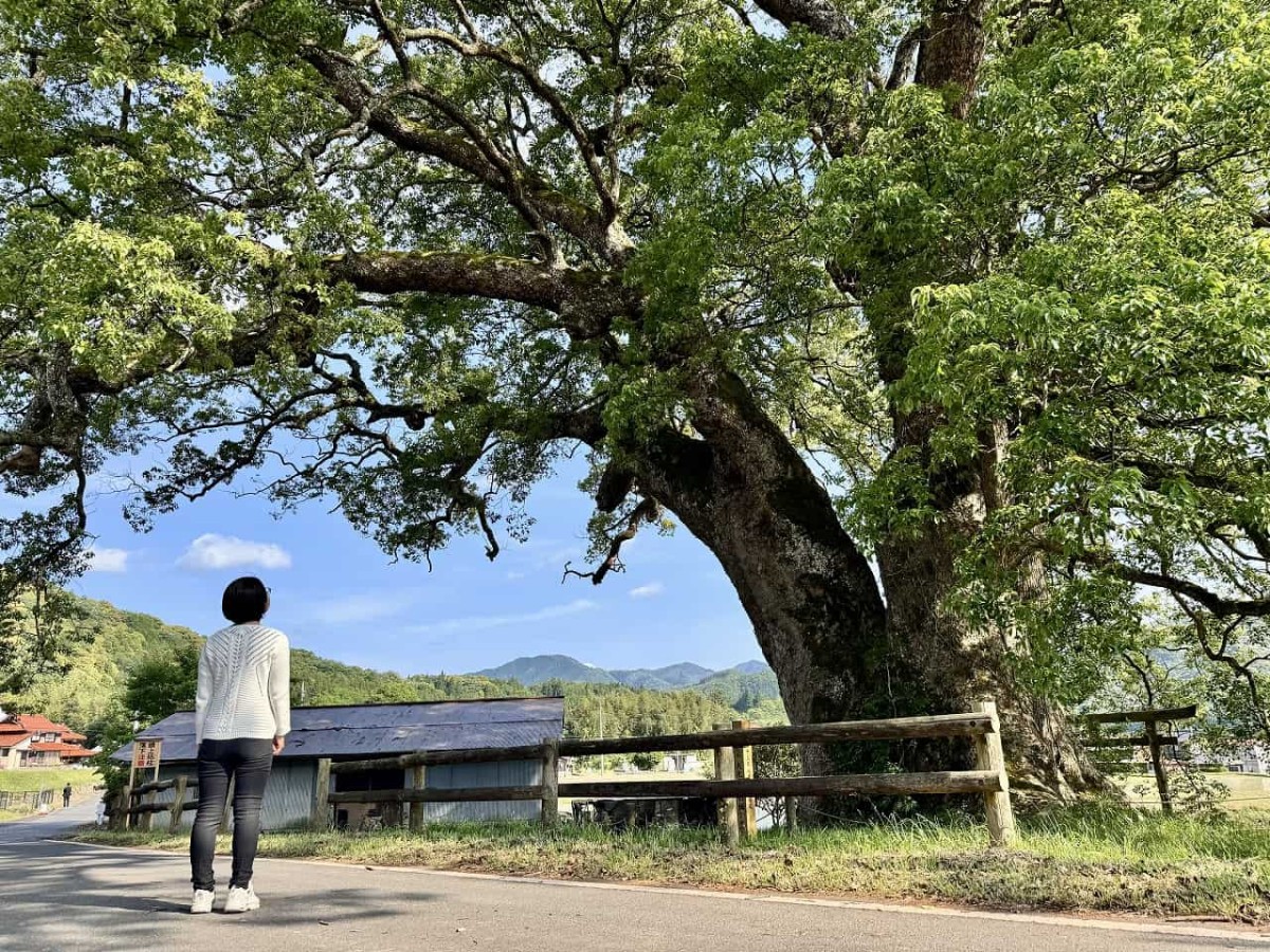 島根県津和野町にある「池村のクスノキ」