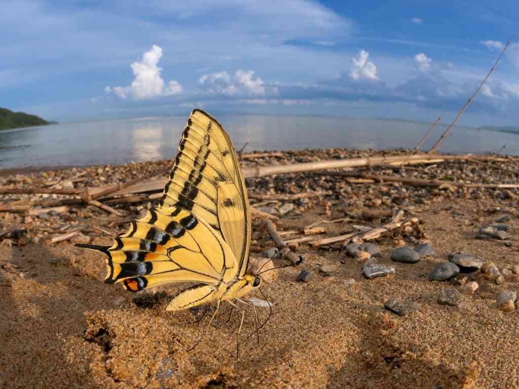 島根県大田市のイベント「冬の企画展　第46回SSP展「自然を楽しむ科学の眼」」のチラシ