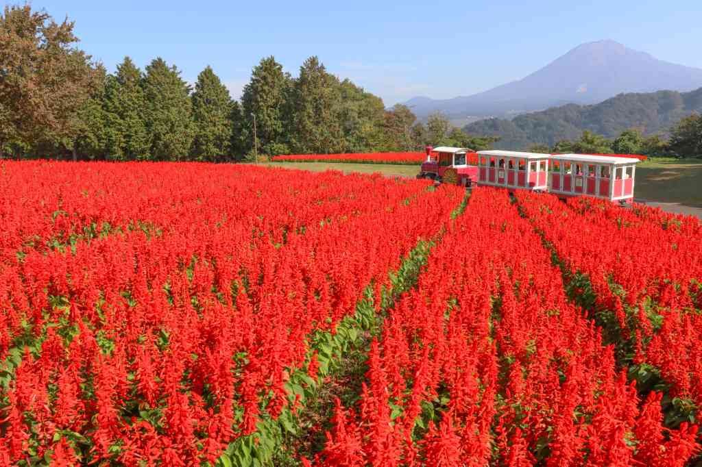 鳥取県西伯郡南部町のイベント「オータムフェスティバル」のイメージ